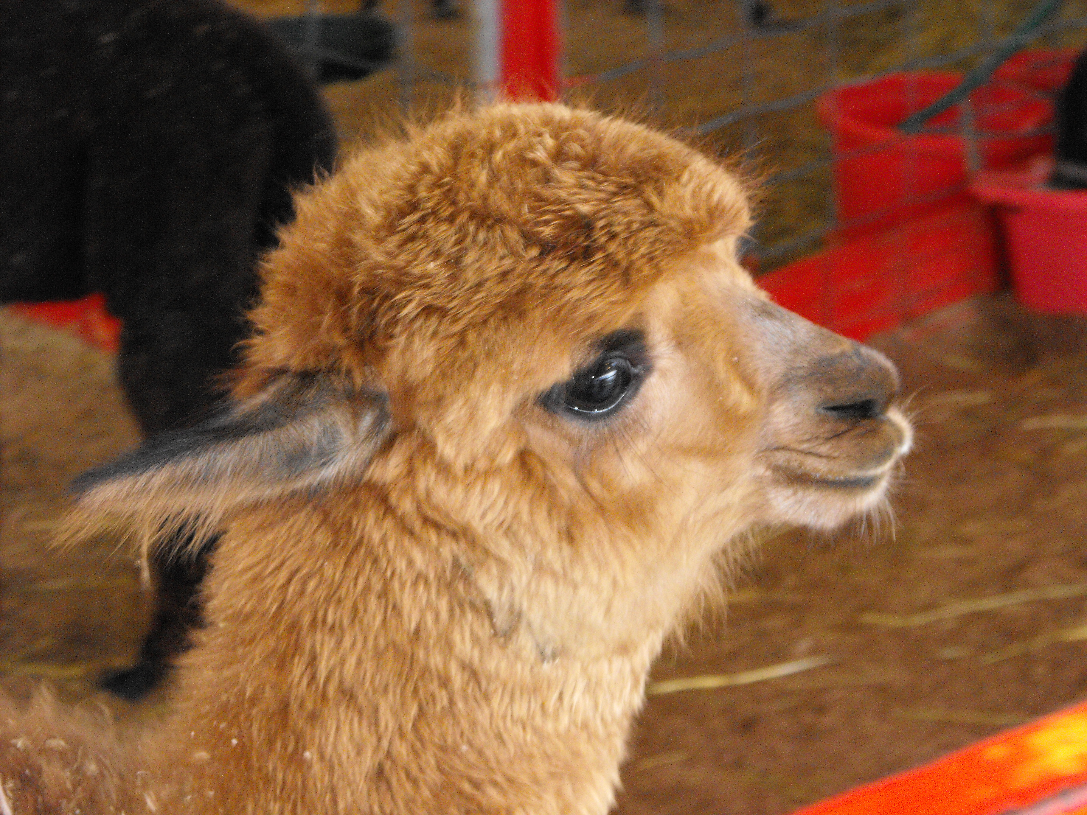 ./2011/State Fair/State Fair 1019 0008.JPG